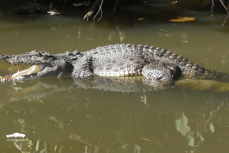 cruises daintree