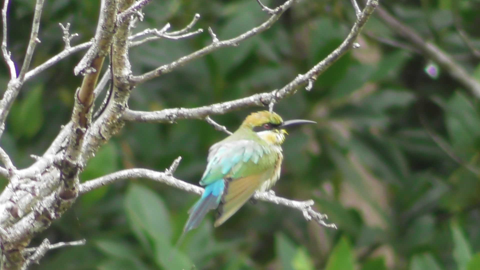 cruises daintree